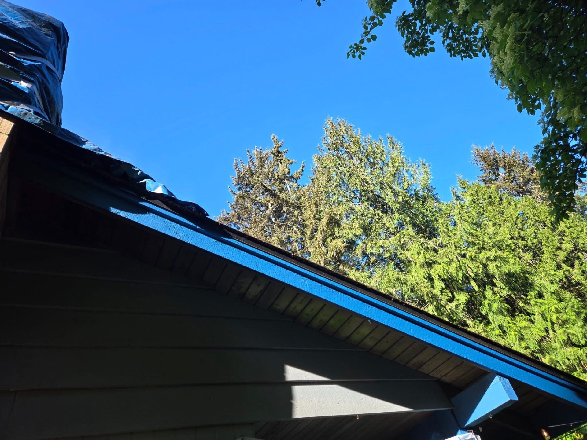 Freshly painted blue fascia and trim along a home's roofline against evergreen trees